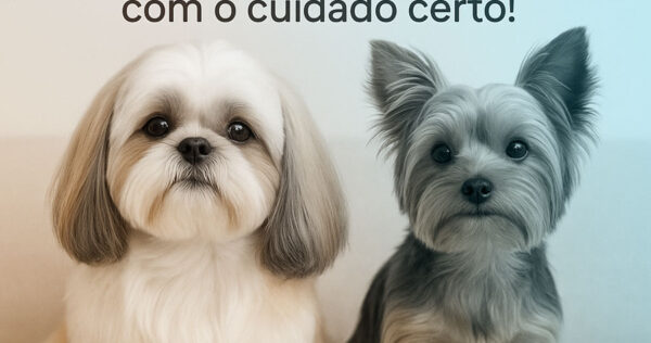 coceira-ferida-vermelhidao-csozon-blogpos-shihtzeyorkshire